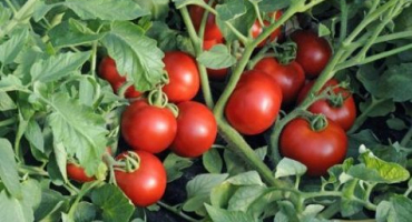 Popis a charakteristika odrůdy rajčat leopold